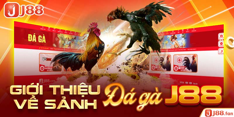 Giới thiệu về sảnh đá gà J88